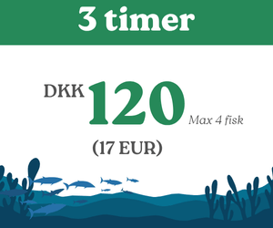 Børne fiskekort 3 timer